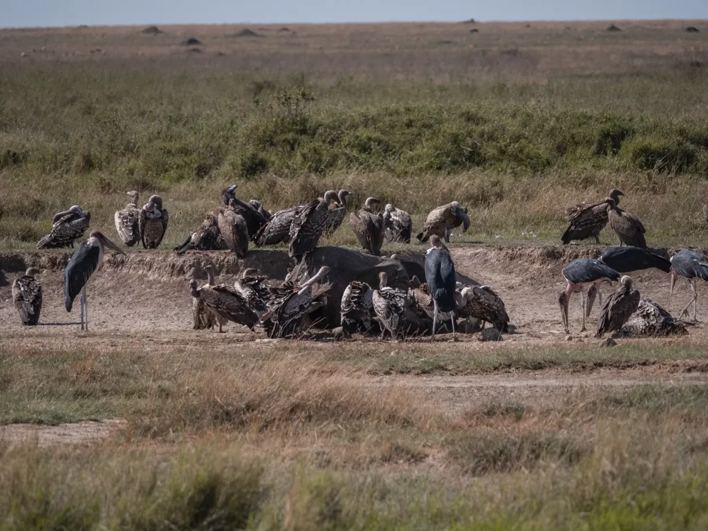 Vultures flock around an elephant caucus in Serengeti, Tanzania