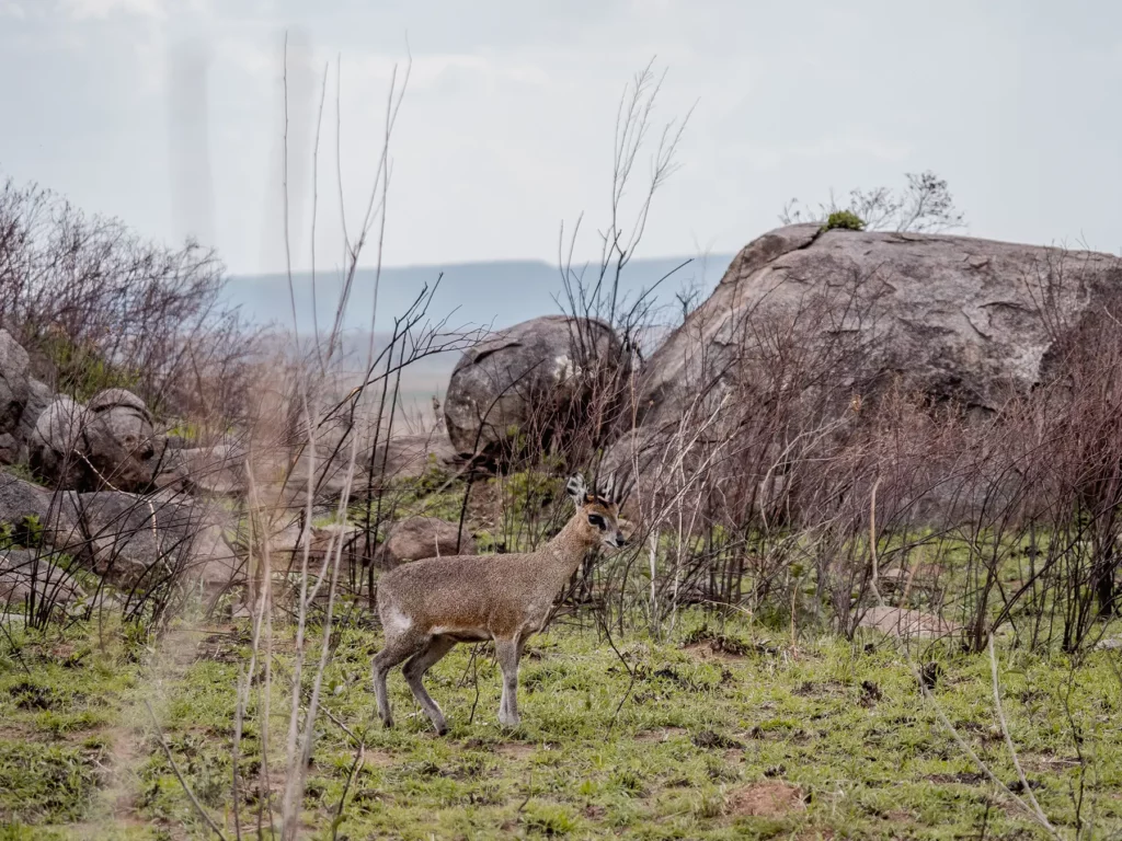 Klipspringer in the Serengeti