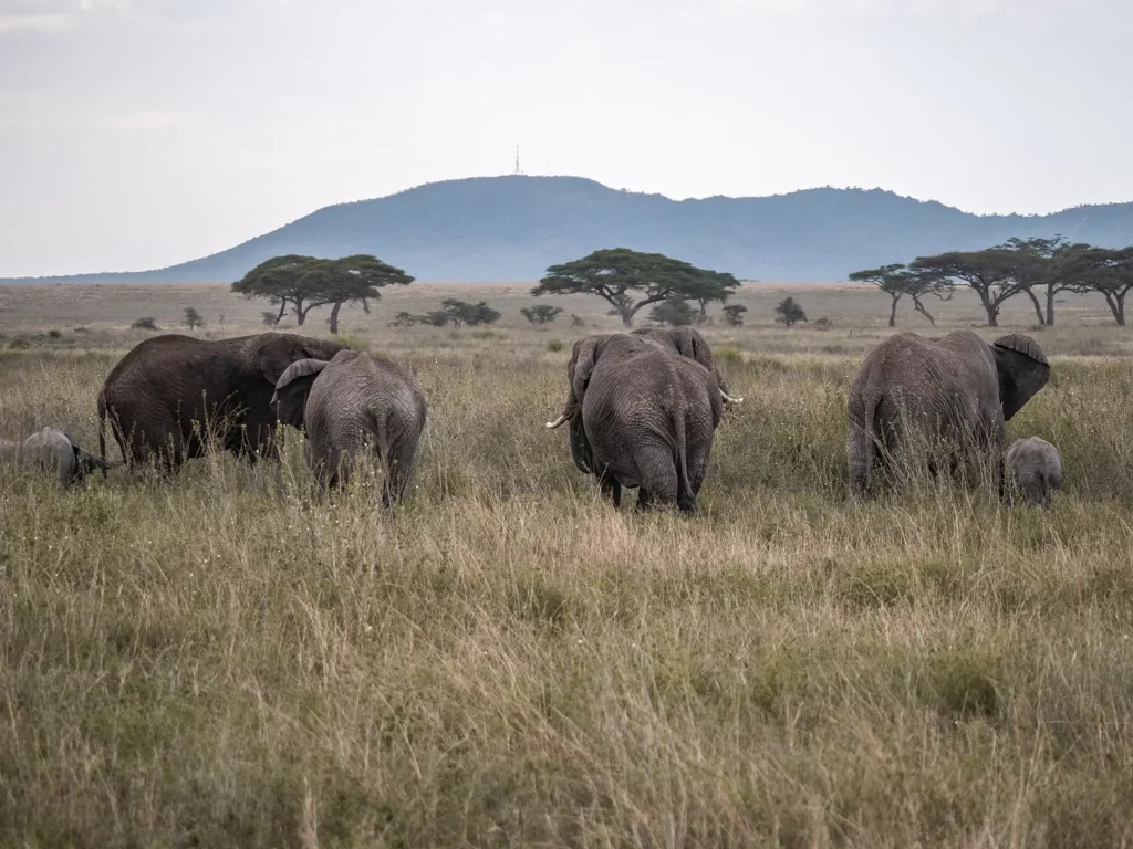 Elephant herd in Serengeti