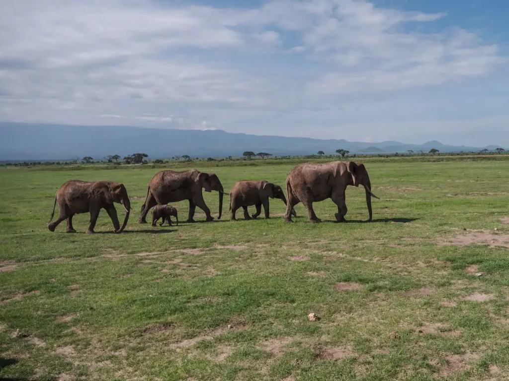 Elephant herd with calf in Amboseli National Park, Kenya