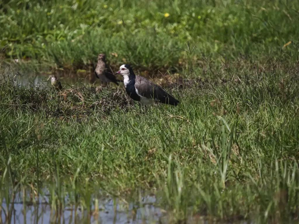 Long-toed lapwing, Amboseli National Park, Kenya