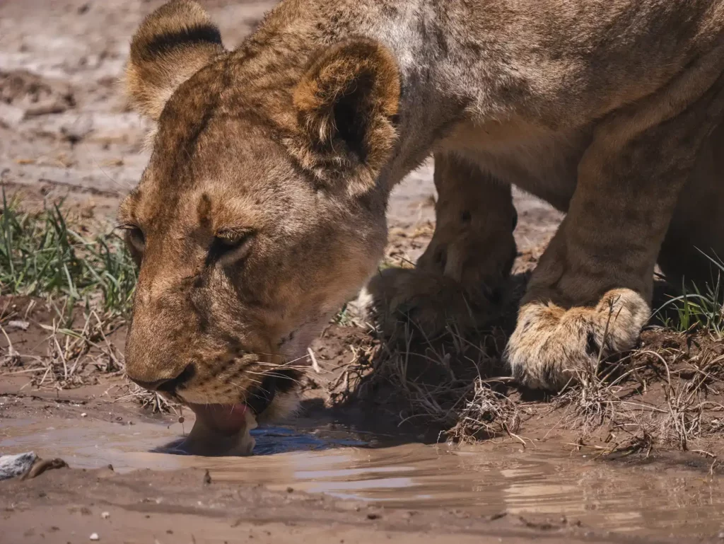 Lioness drinking from a puddle in Amboseli National Park, Kenya