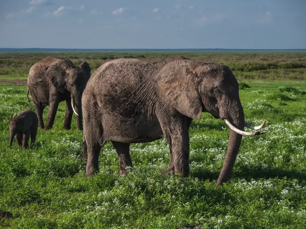 Big tusker elephants and baby in Amboseli