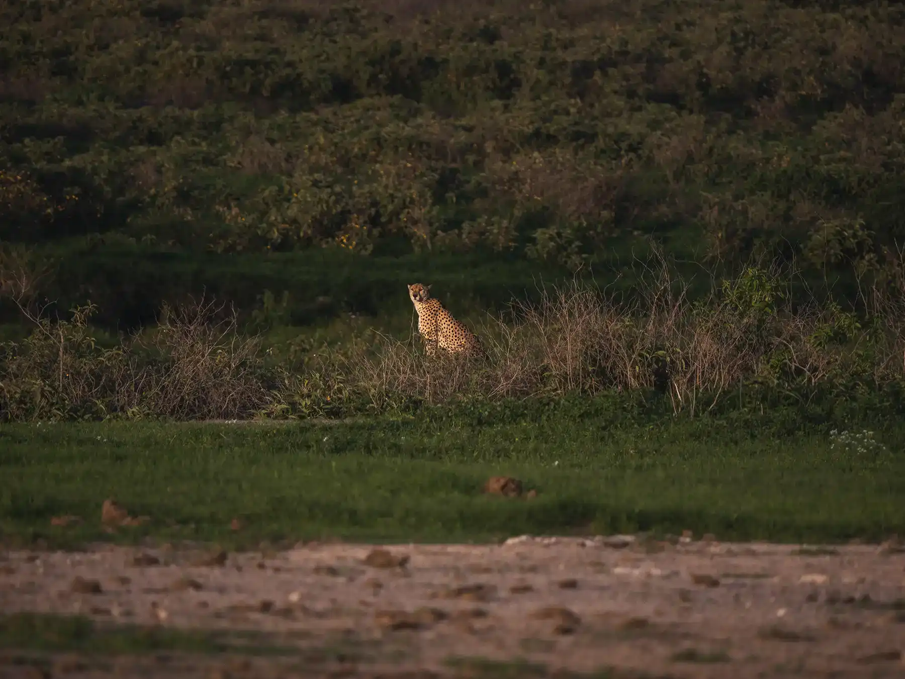 Cheetah in grasslands, Amboseli National Park, Kenya