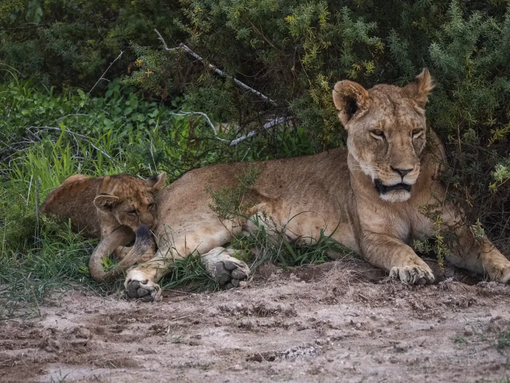 Lioness and cub resting under a bush in Amboseli National Park, Kenya