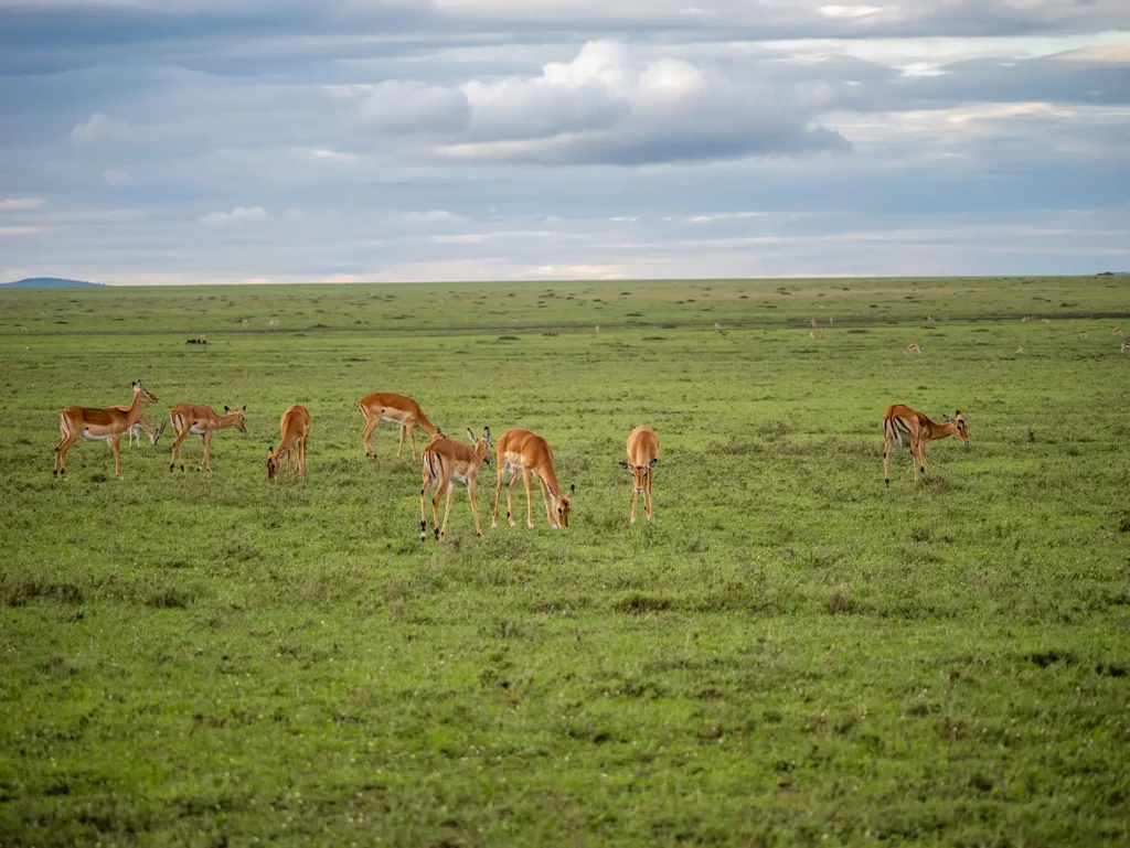 Impala, Masai Mara, Kenya