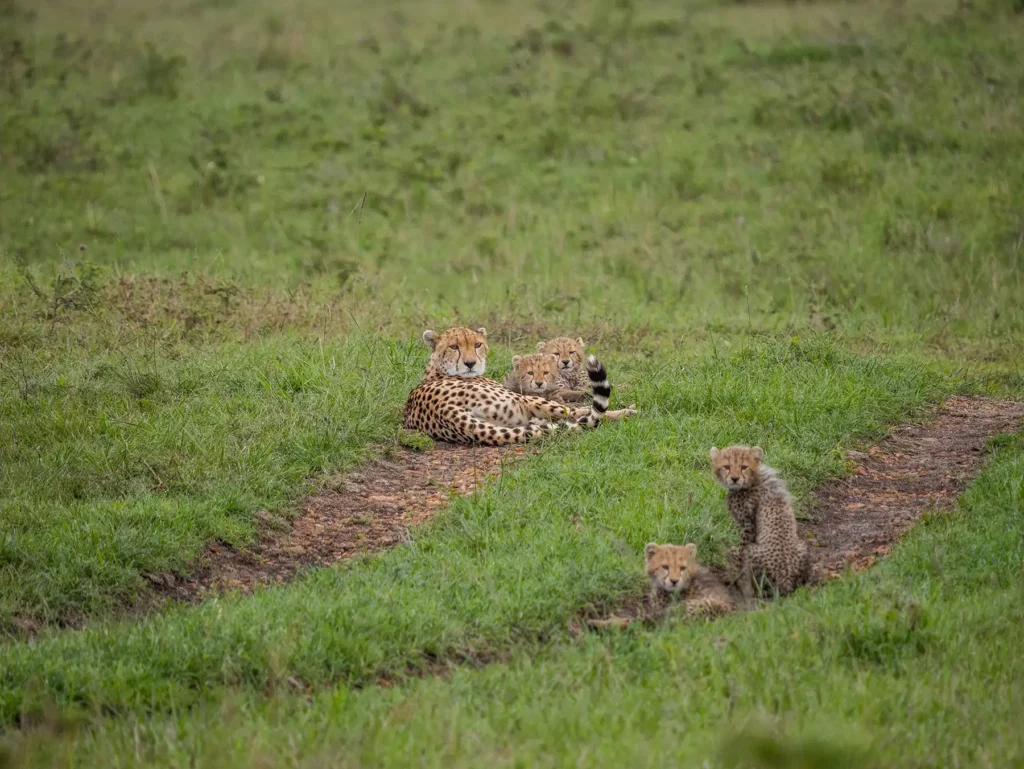 Cheetah and four cubs in the Masai Mara, Kenya