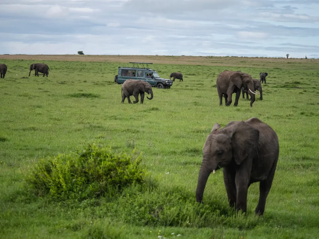 Safari truck viewing elephants in Masai Mara, Kenya