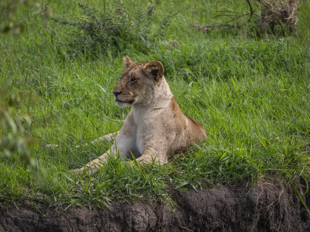 Male lion cub, Masai Mara, Kenya
