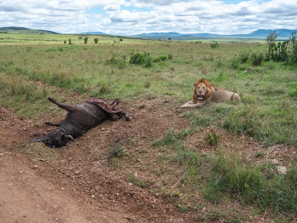 Male lion and kill in Masai Mara, Kenya
