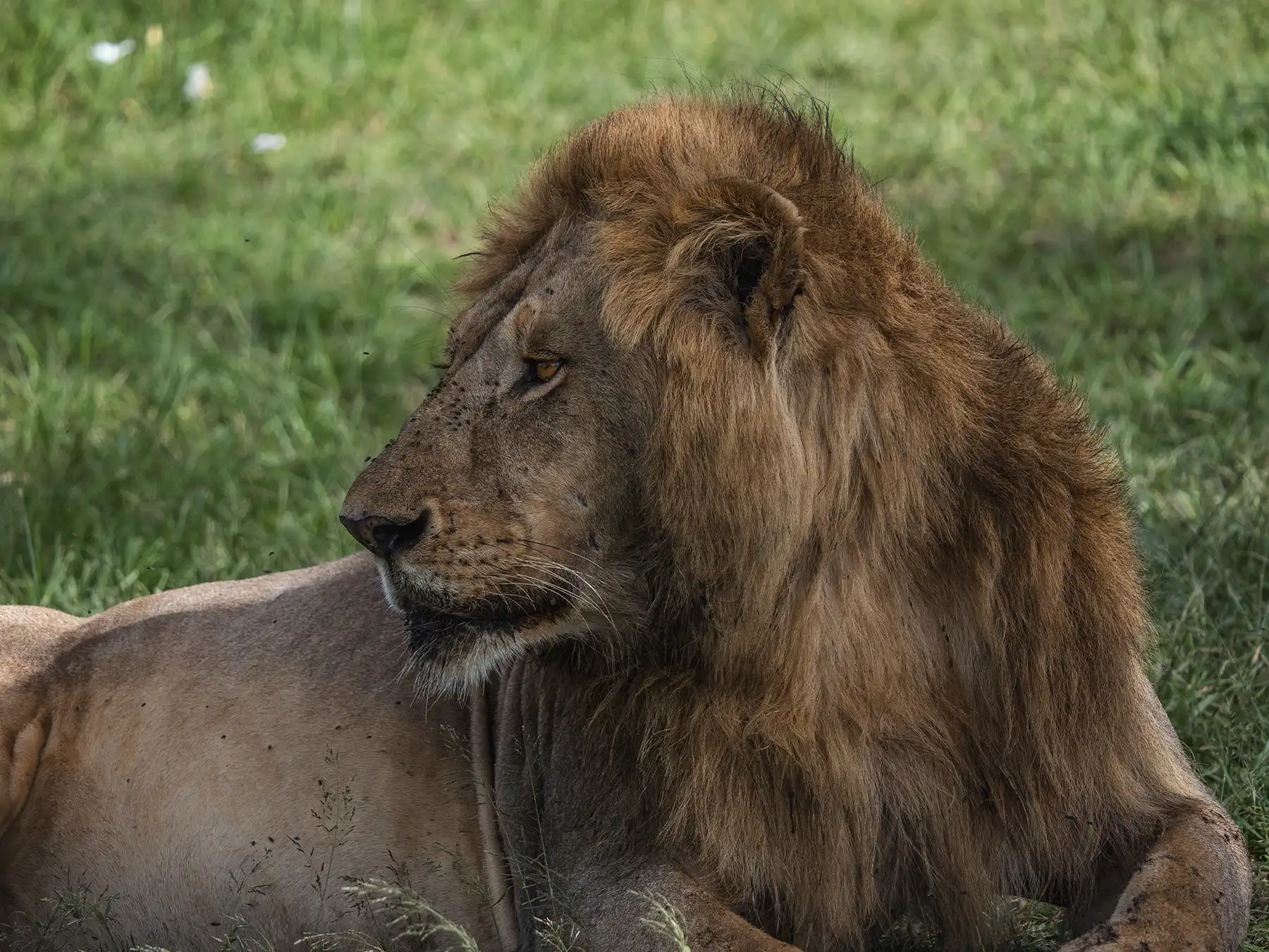 Male lion in Masai Mara, Kenya