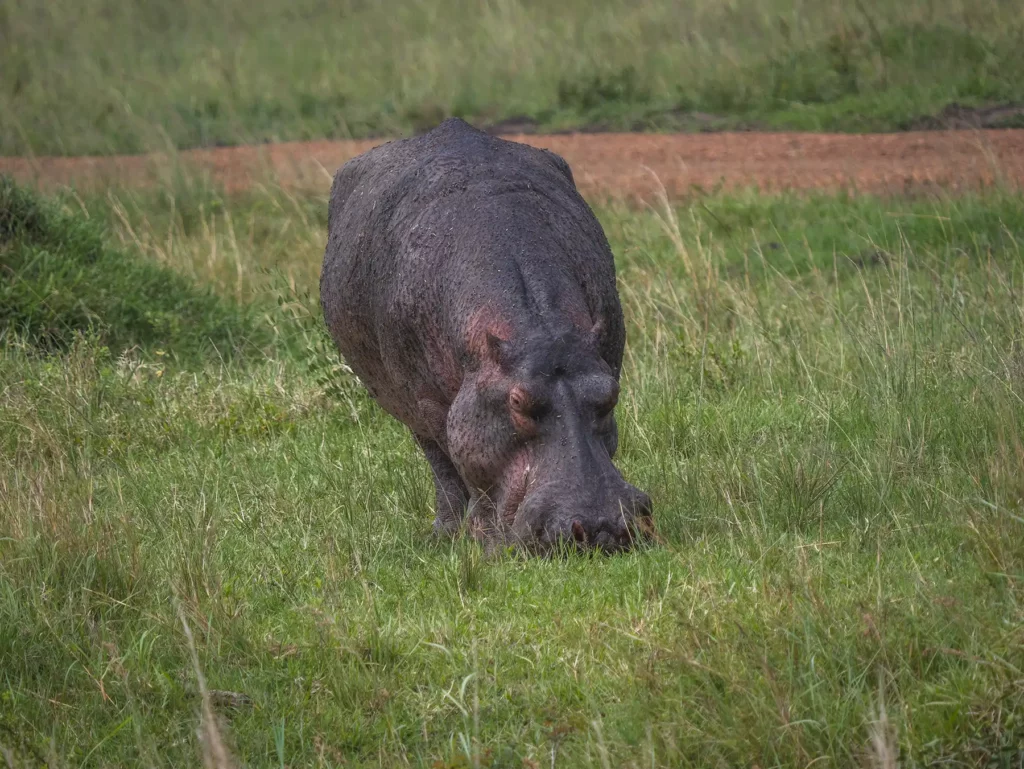 Hippo grazing in Masai Mara, Kenya