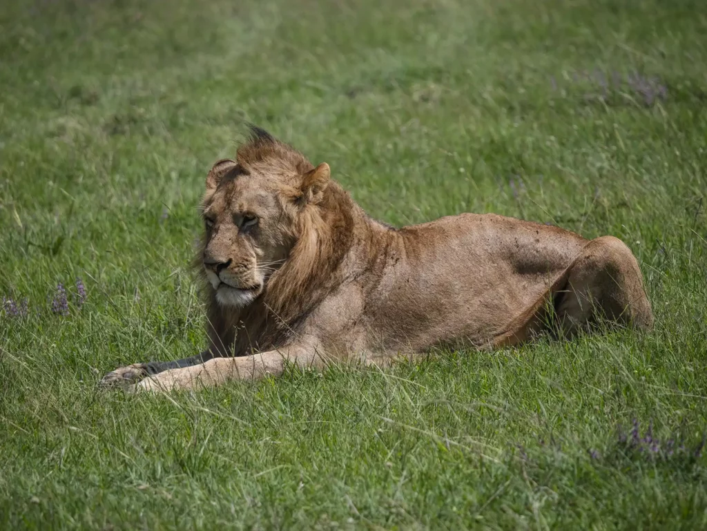 Lions can be seen in Ol Pejeta Conservancy