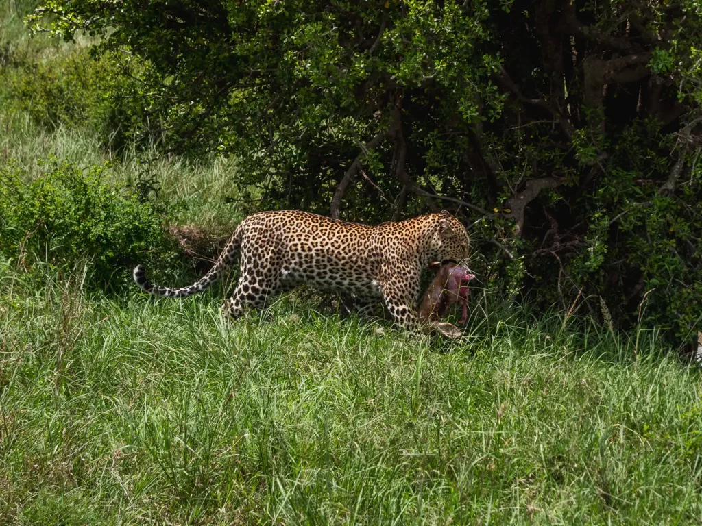 Leopard carrying a kill in Masai Mara, Kenya
