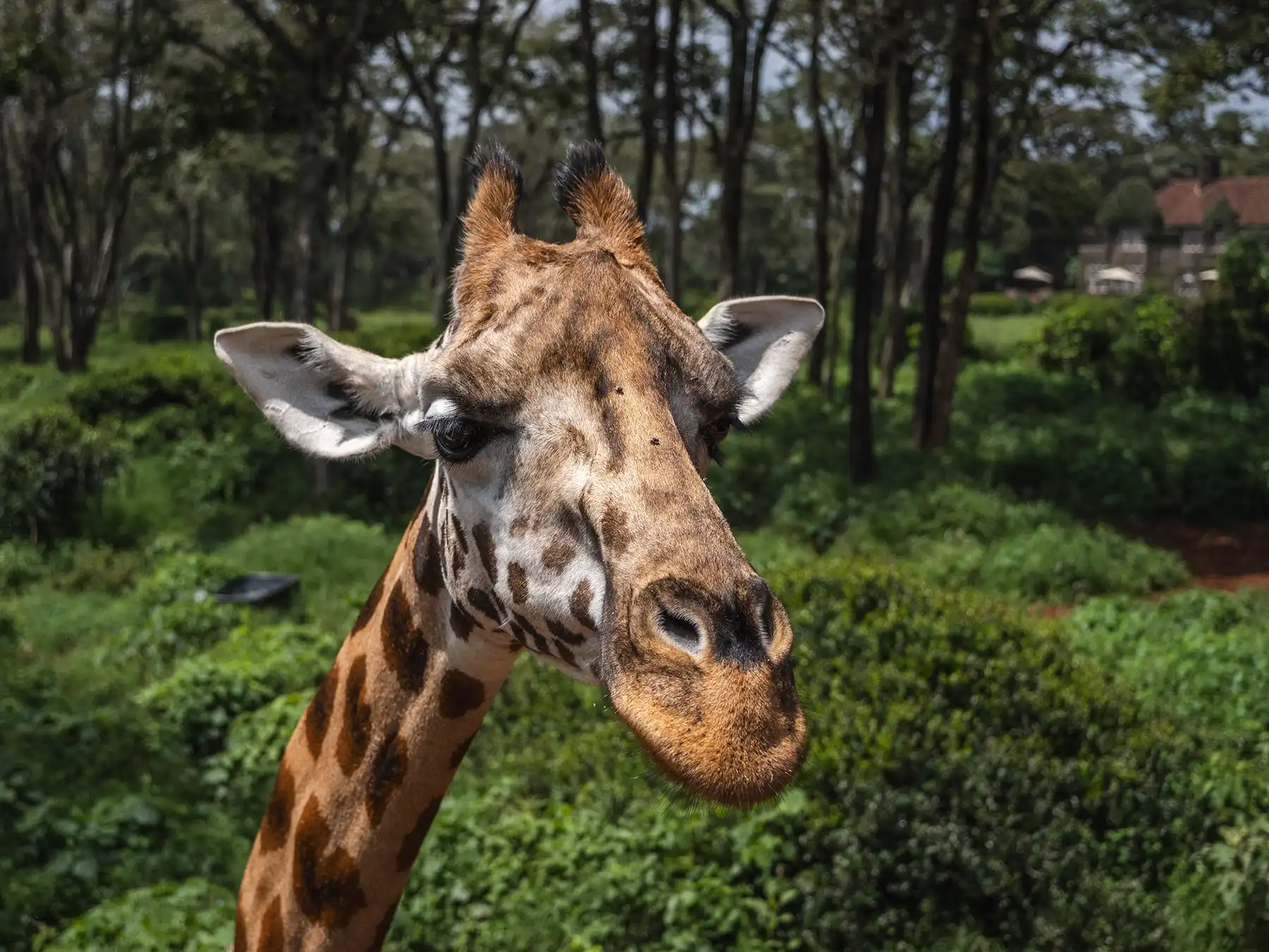 Giraffe at Giraffe Center, Giraffe Manor in Nairobi, Kenya