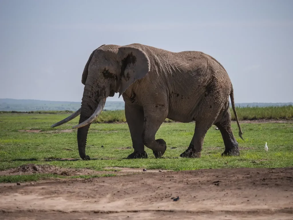 Big tusker elephant in Amboseli, Kenya
