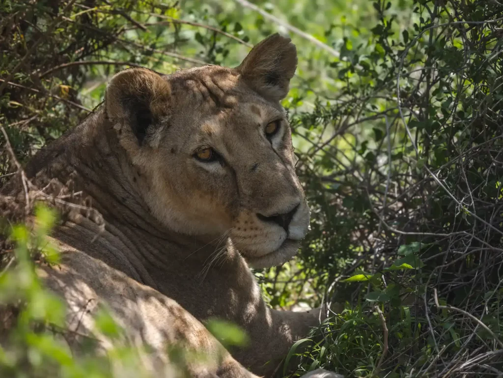 Lioness, Amboseli National Park, Kenya