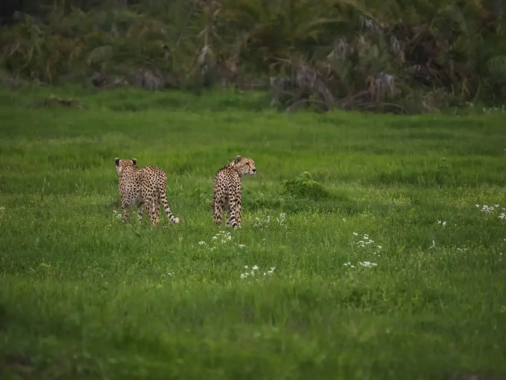 Two cheetahs hunting in Amboseli, Kenya