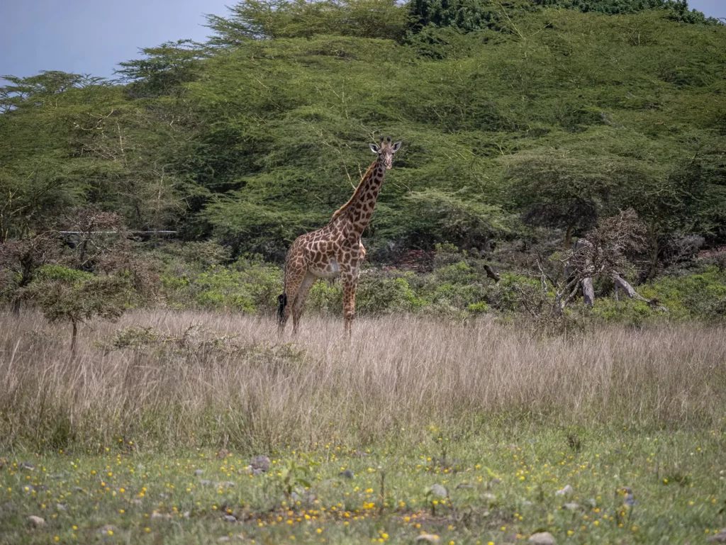 Giraffe, Arusha National Park, Tanzania.