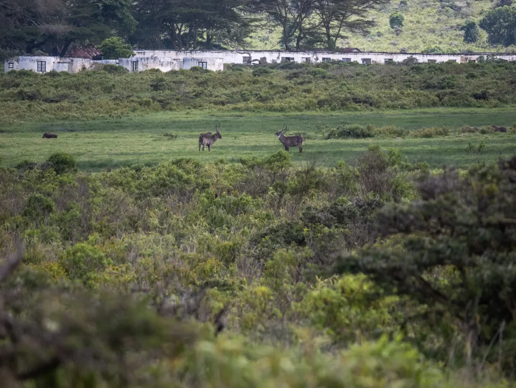Ruins of an old German lodge, Arusha National Park