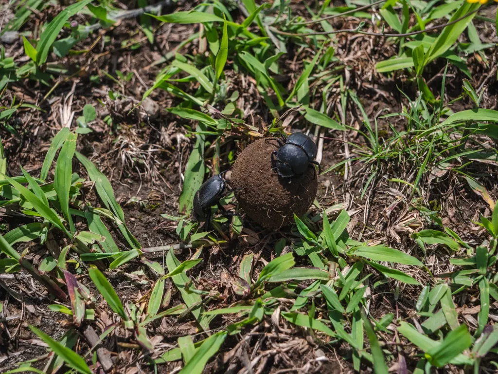 Dung beetles, Arusha National Park, Tanzania
