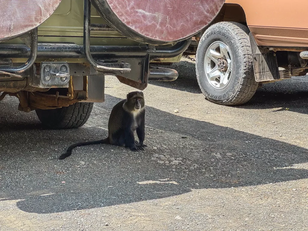 Blue Monkey, Arusha National Park, Tanzania