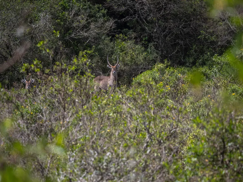 Waterbuck, Arusha National Park, Tanzania.