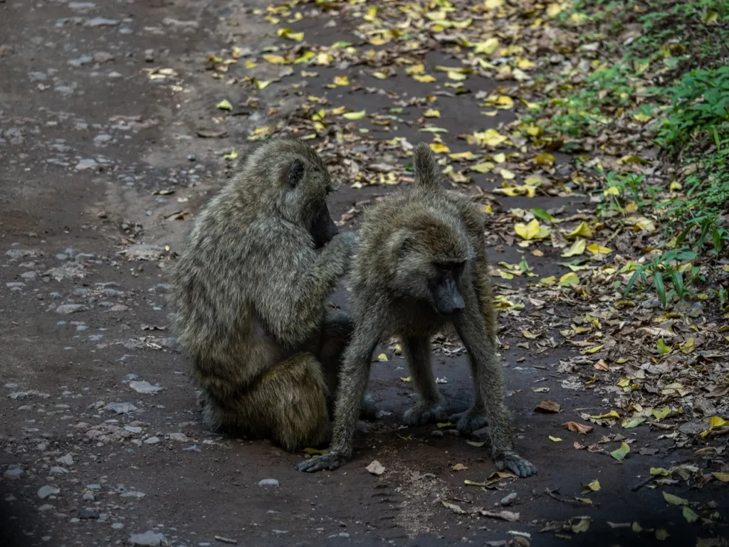 Baboons, Arusha National Park, Tanzania.