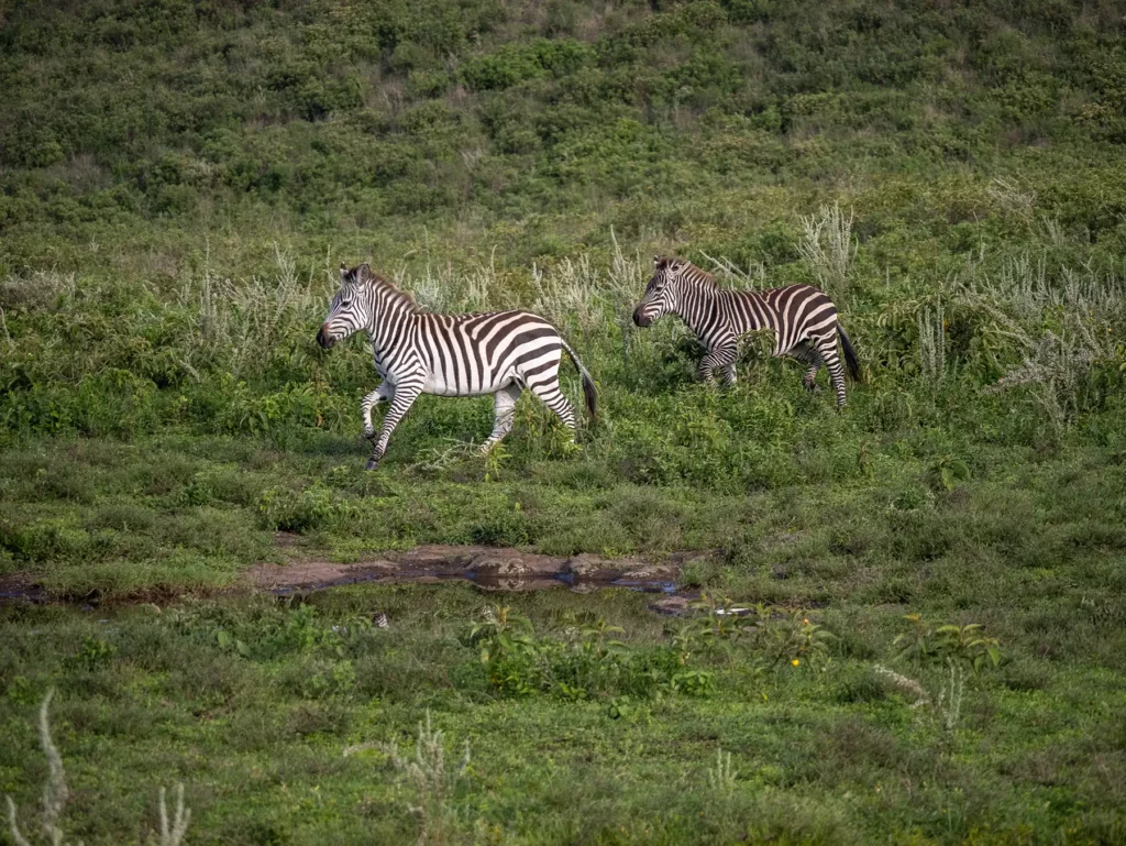 Zebras in Arusha National Park, Tanzania