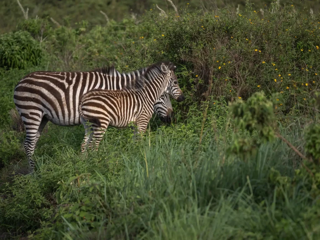 Zebra and foal in Arusha National Park, Tanzania