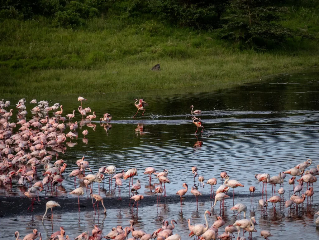 Pink flamingos on the Momella Lakes, Arusha National Park, Tanzania
