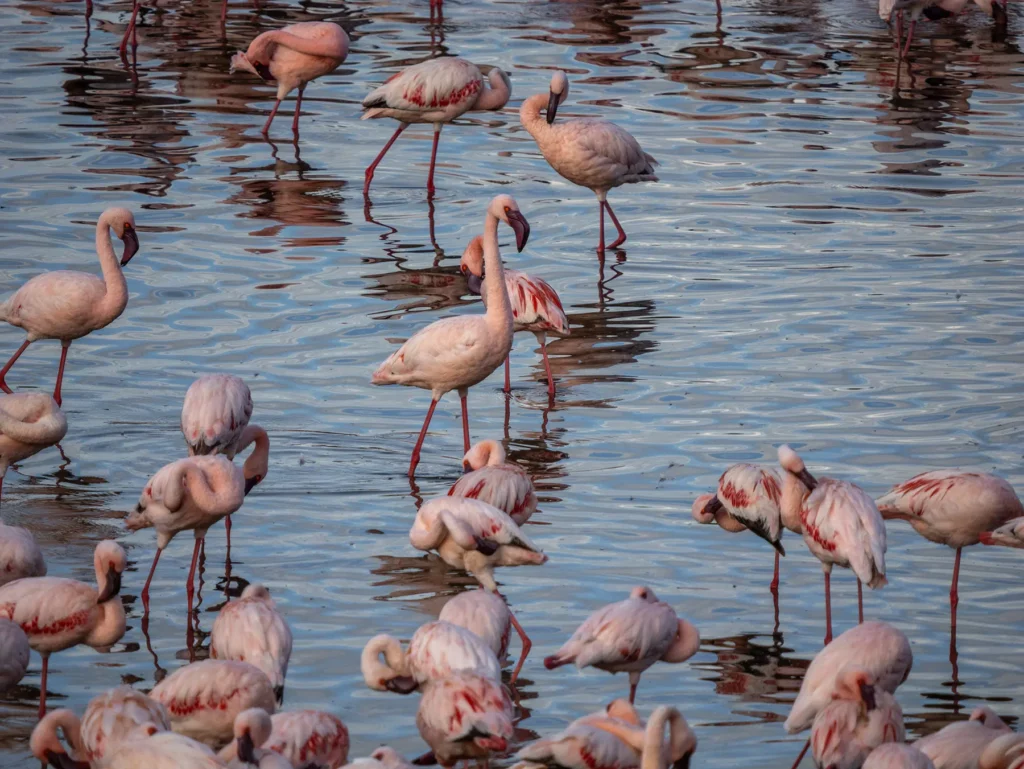 Flock of flamingos, Arusha National Park, Tanzania.