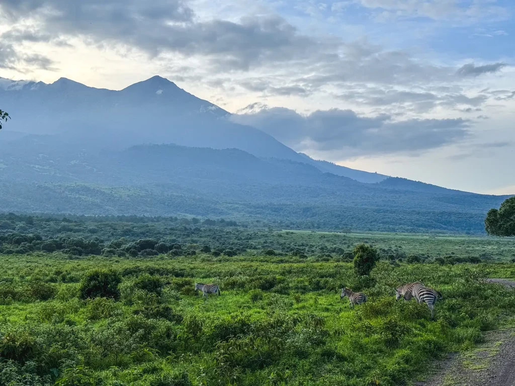 Mount Meru with Zebras in the foreground in Arusha National Park, Tanzania