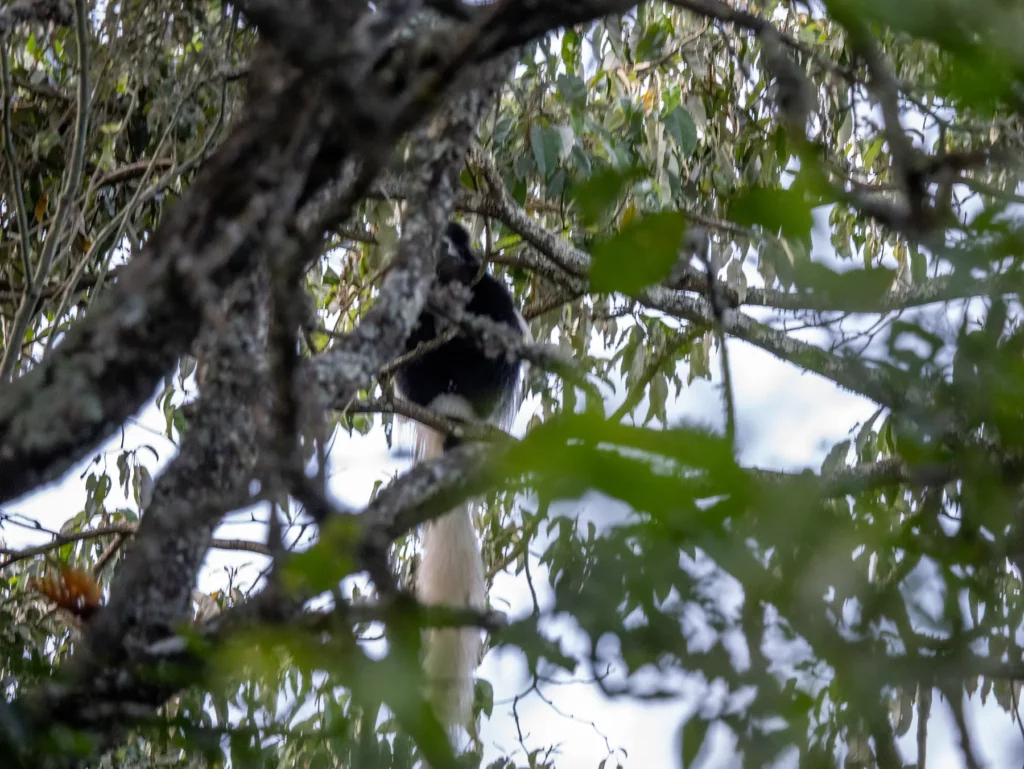 Black and white colobus monkey in Arusha National Park, Tanzania