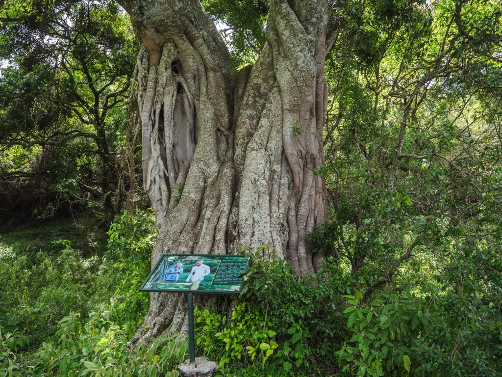 Fig-tree visited by King Charles and Camilla, Arusha National Park, Tanzania