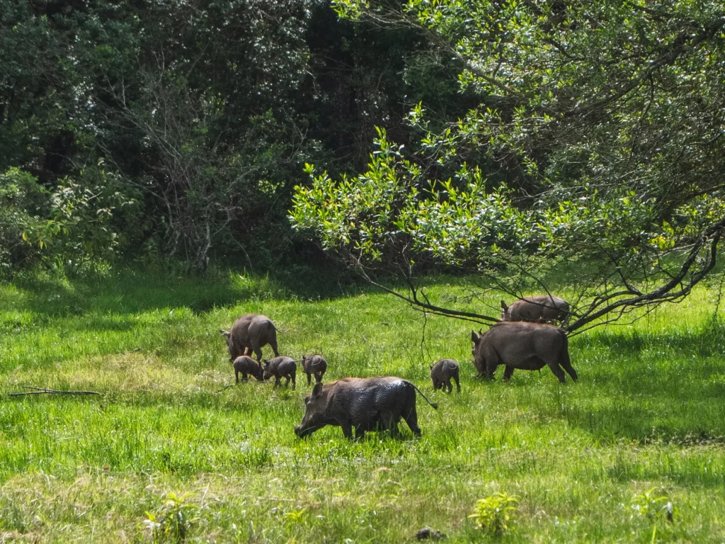 Warthog family, Arusha National Park, Tanzania