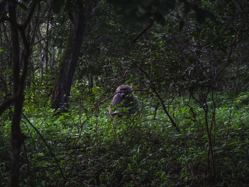 Baboon in the forest at Arusha National Park, Tanzania