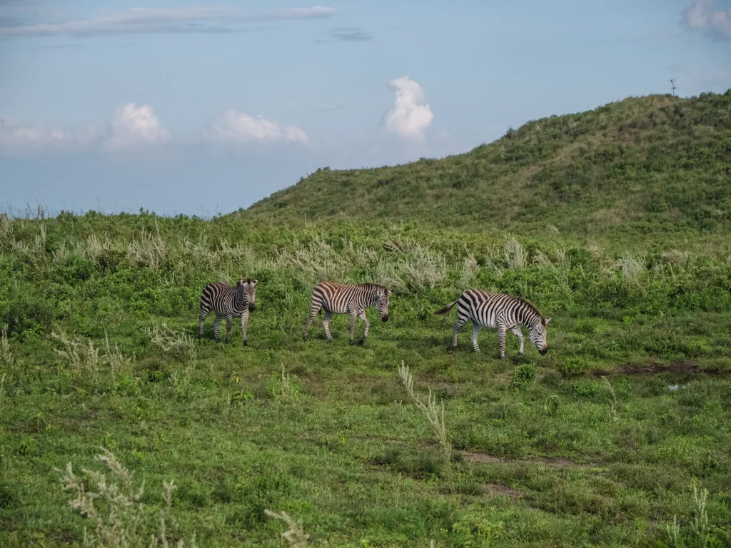 Zebras, Arusha National Park, Tanzania