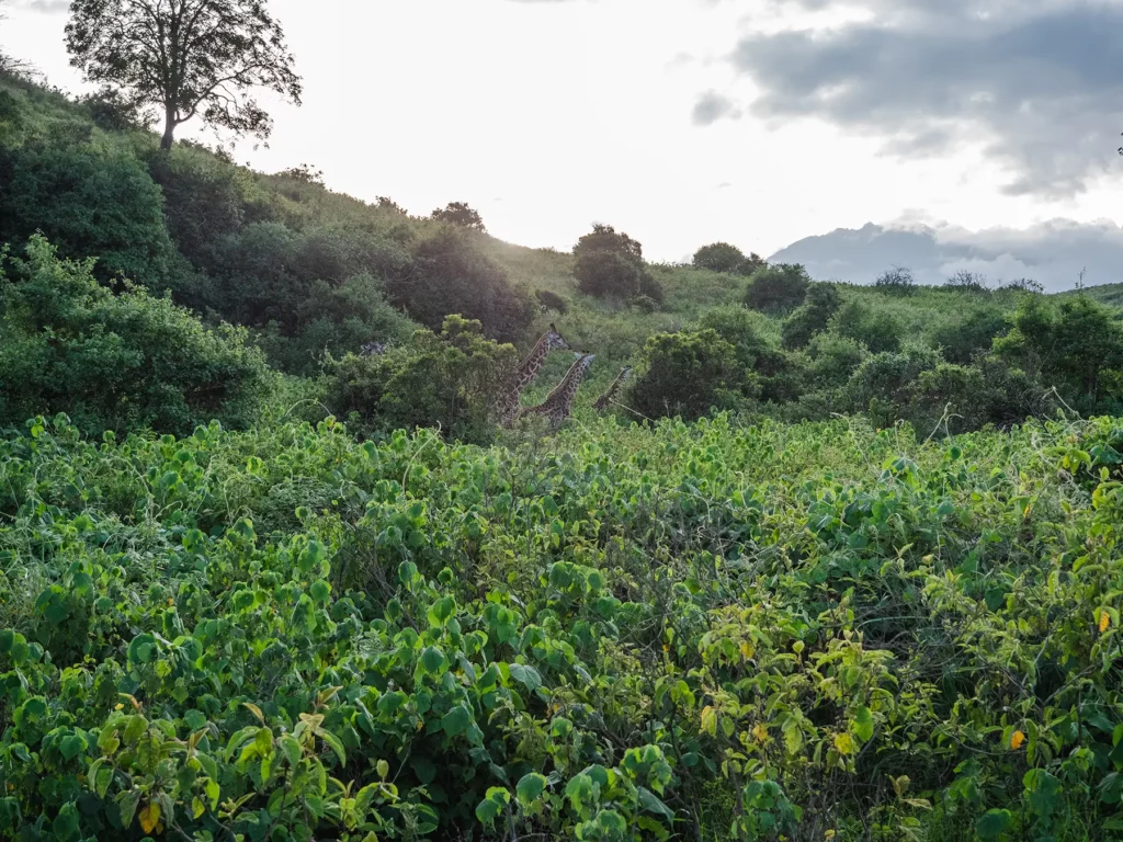Giraffe, Arusha National Park, Tanzania.
