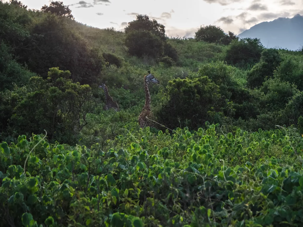 Giraffe hidden in the forsts, Arusha National Park, Tanzania.