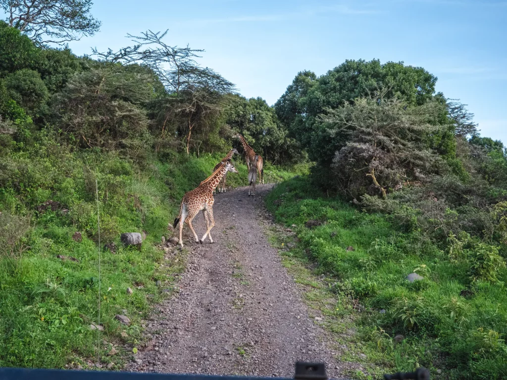 Giraffes crossing path in Arusha National Park, Tanzania.