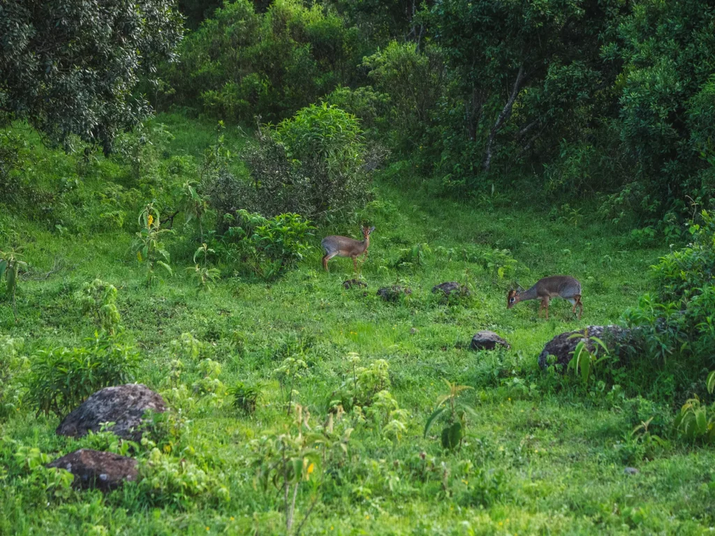 Dik-diks, Arusha National Park, Tanzania.