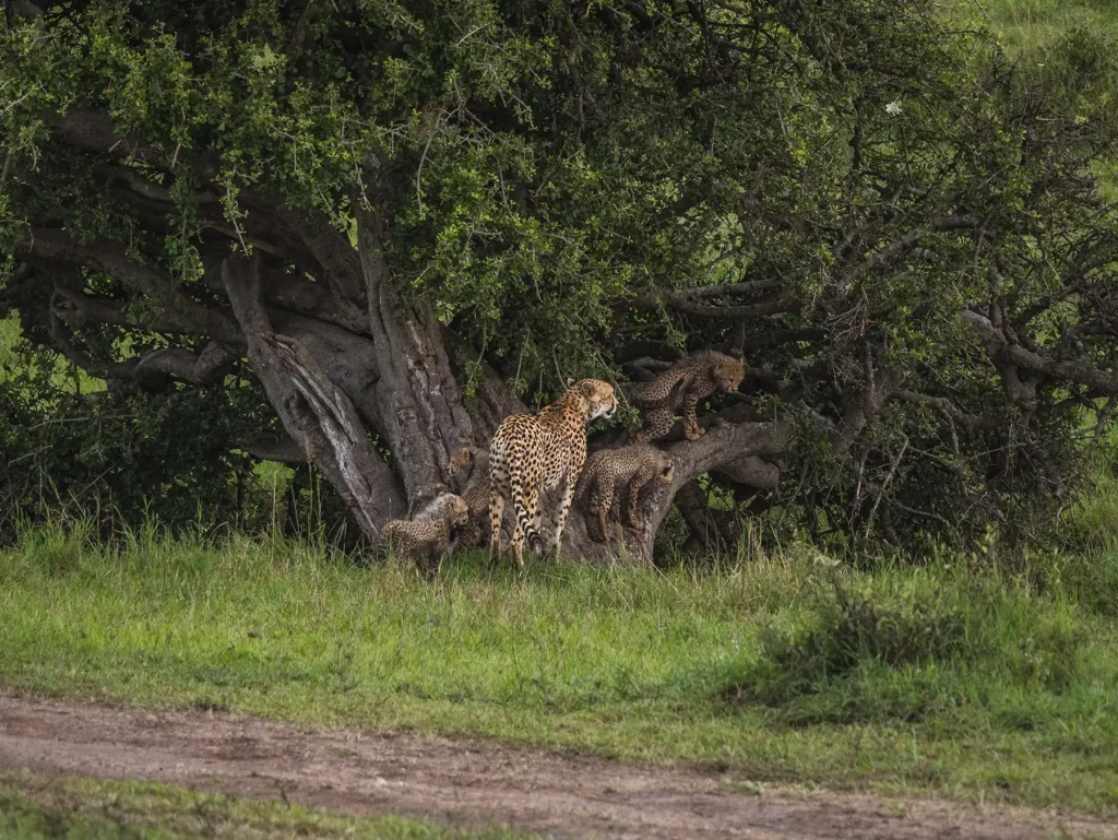 Cheetah with cubs in a tree in Masai Mara National Reserve, Kenya