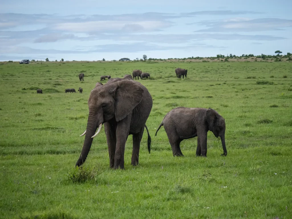 Elephant and calf in Masai Mara National Reserve, Kenya