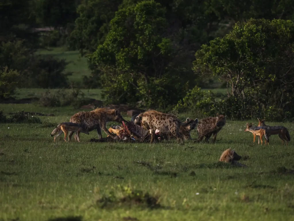 Hyenas and jackals on a kill in the Masai Mara, Kenya