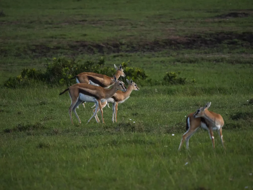 Impala, Masai Mara, Kenya