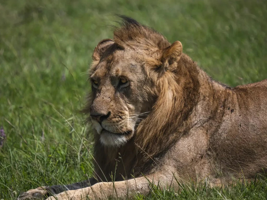 Young male Lion resting in Masai Mara National Reserve, Kenya