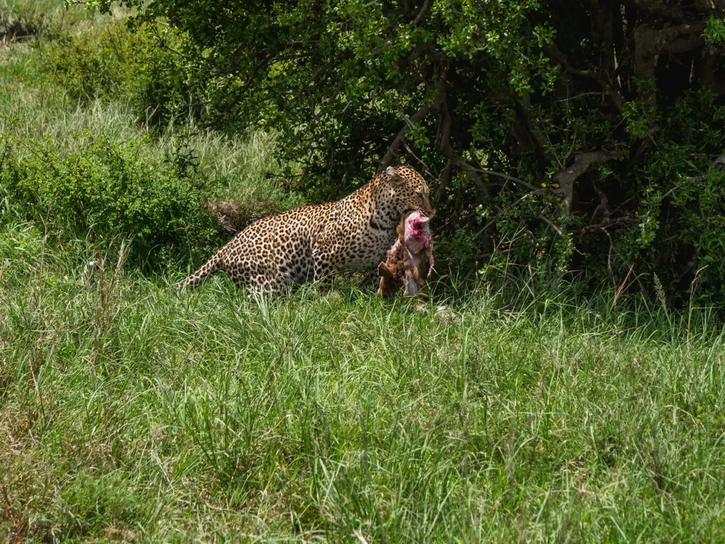 Leopard with a gazelle kill in the Masai Mara, Kenya