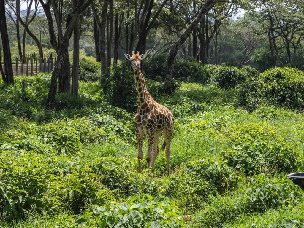 Giraffe at Giraffe Center, Giraffe Manor in Nairobi, Kenya