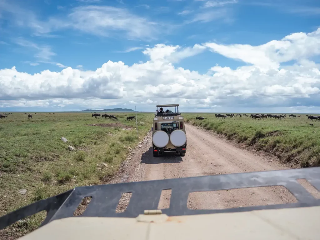Stopping as Wildebeests cross the road as part of the Great Migration. Serengeti, Tanzania